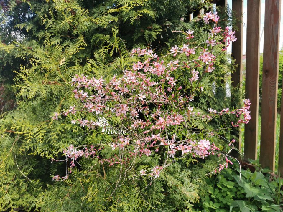 Очарование русской сакуры: почему её выселили за забор