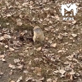 Суслики проснулись на Татышеве, но, кажется, пока не горят желанием покидать свои норки