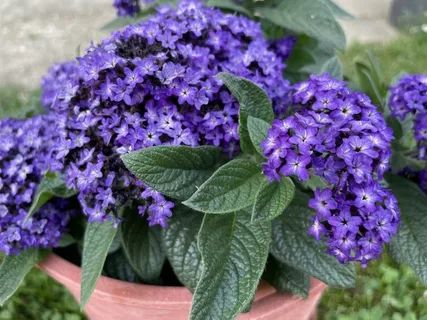 ��������� �� ����� �����������: ��� ��������� ������ ��������