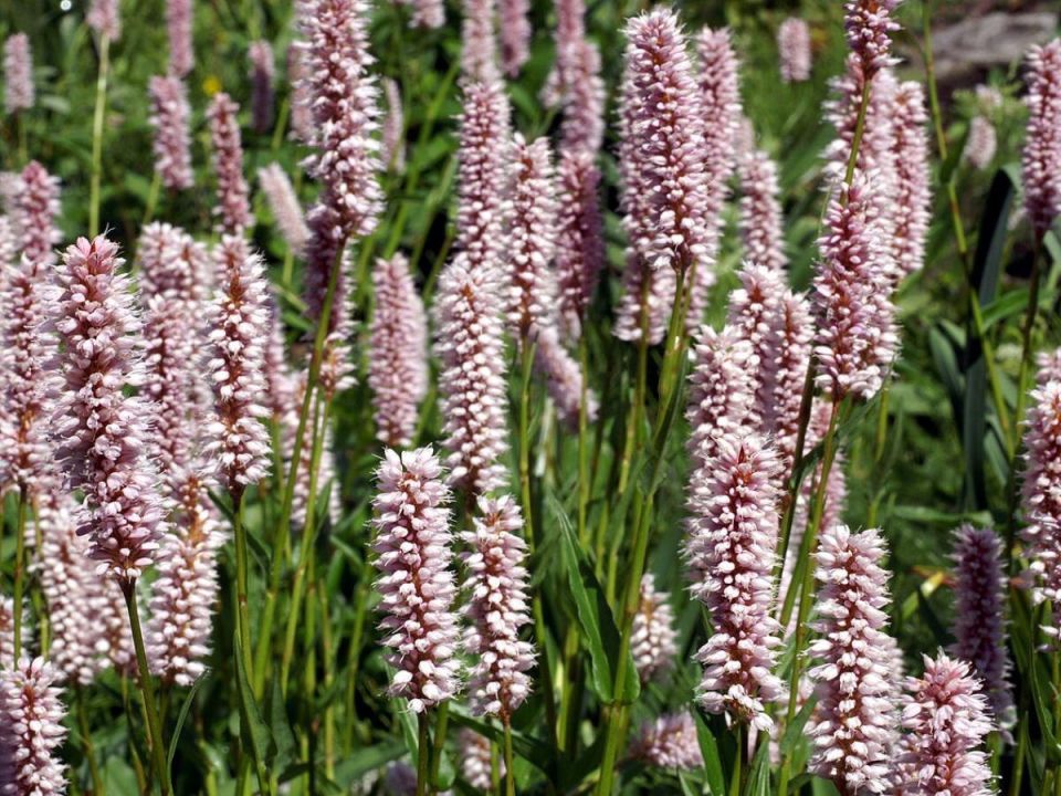 Цветущий ковёр для вашего сада: пятёрка живописных почвопокровных растений