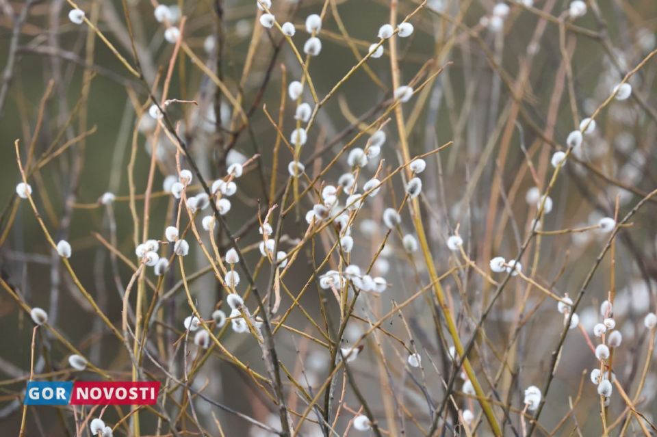 ������� Gornovosti ������: ������ ���������, ����� ������, ������������� ����� � ����� ��������