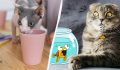 10 неожиданных продуктов, которые могут навредить вашему коту