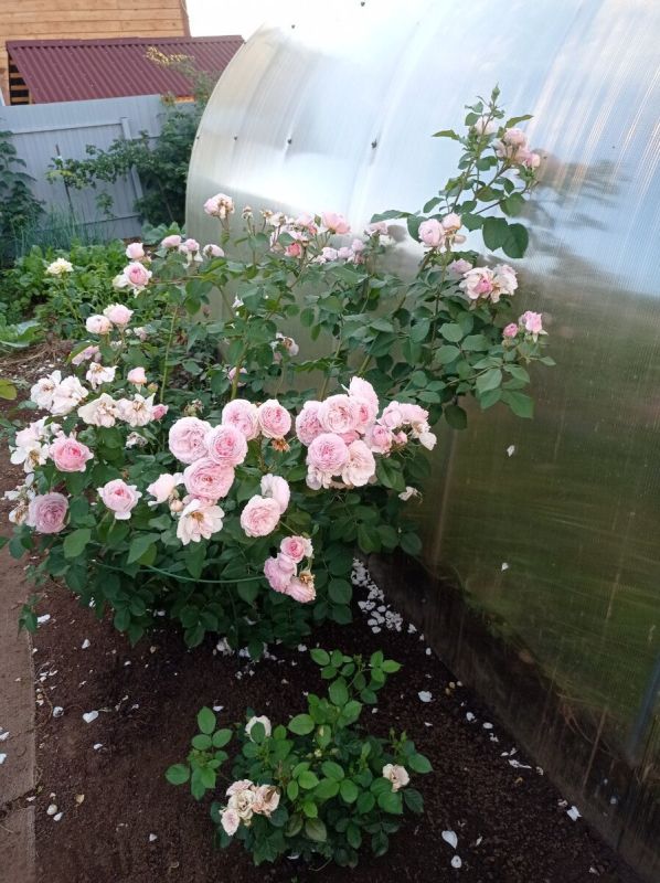 ��� �������� ����� �������?