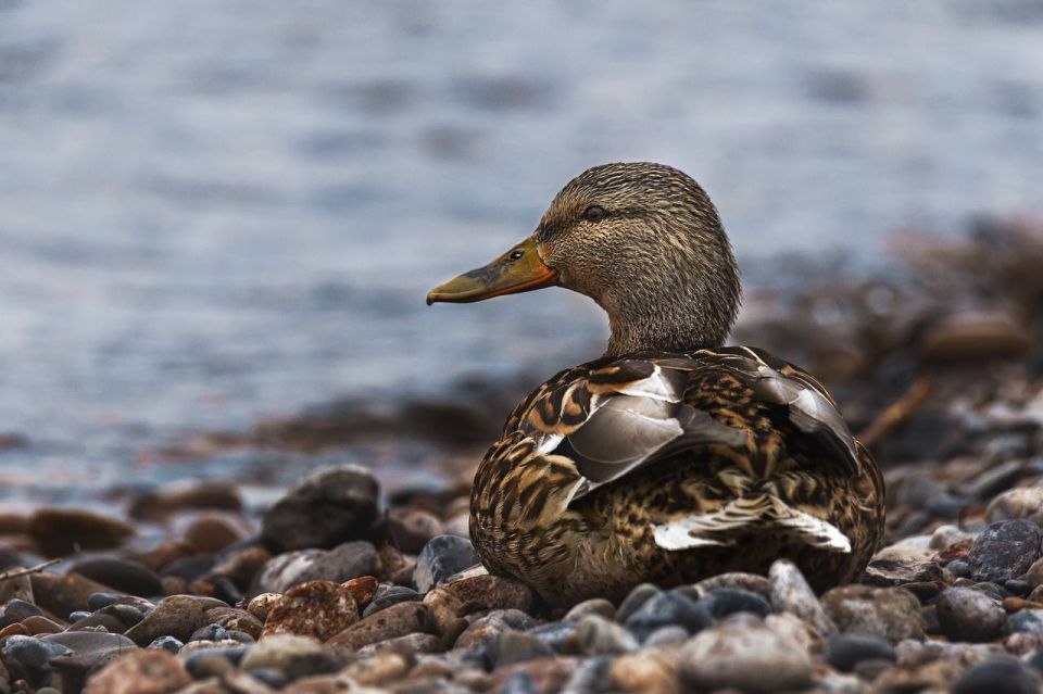 �������� � ��������� ������� ����������