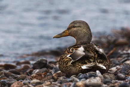 �������� � ��������� ������� ����������