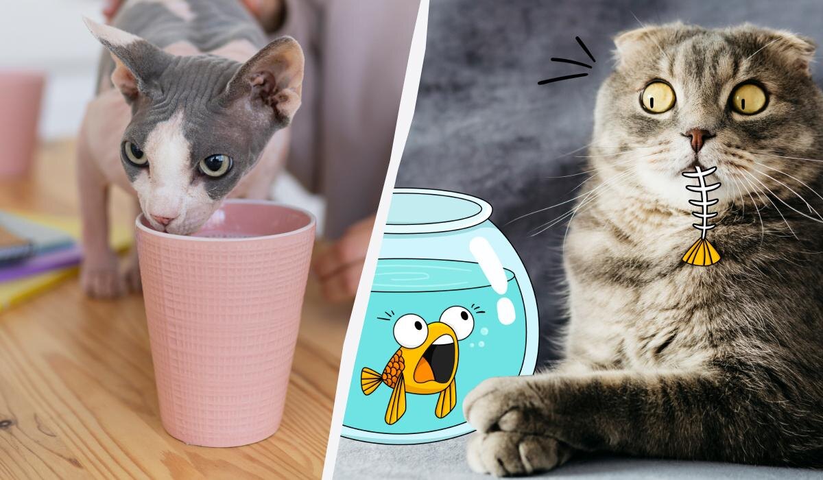 10 неожиданных продуктов, которые могут навредить вашему коту