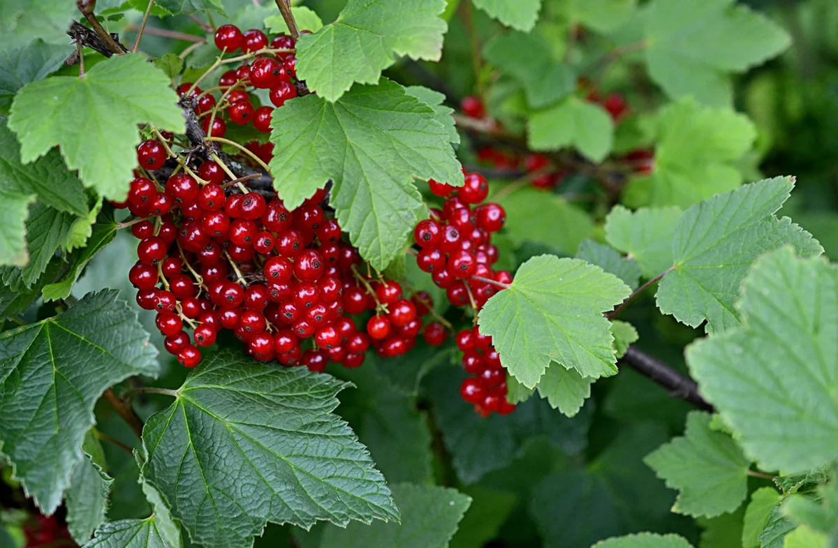 Как не погубить урожай смородины: советы для дачников