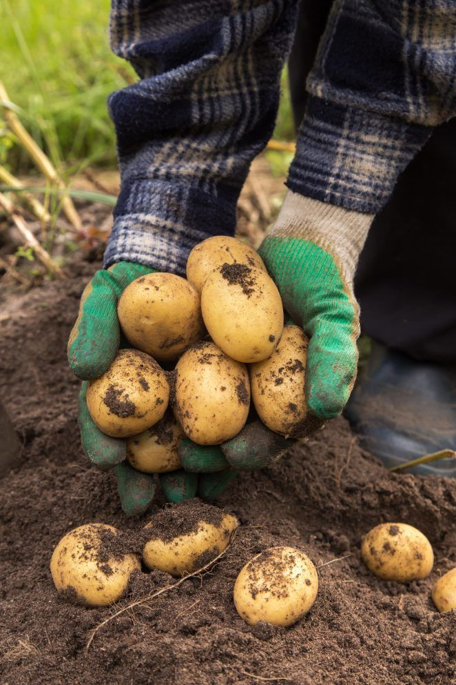 Как метод «колодца» меняет подход к выращиванию картофеля