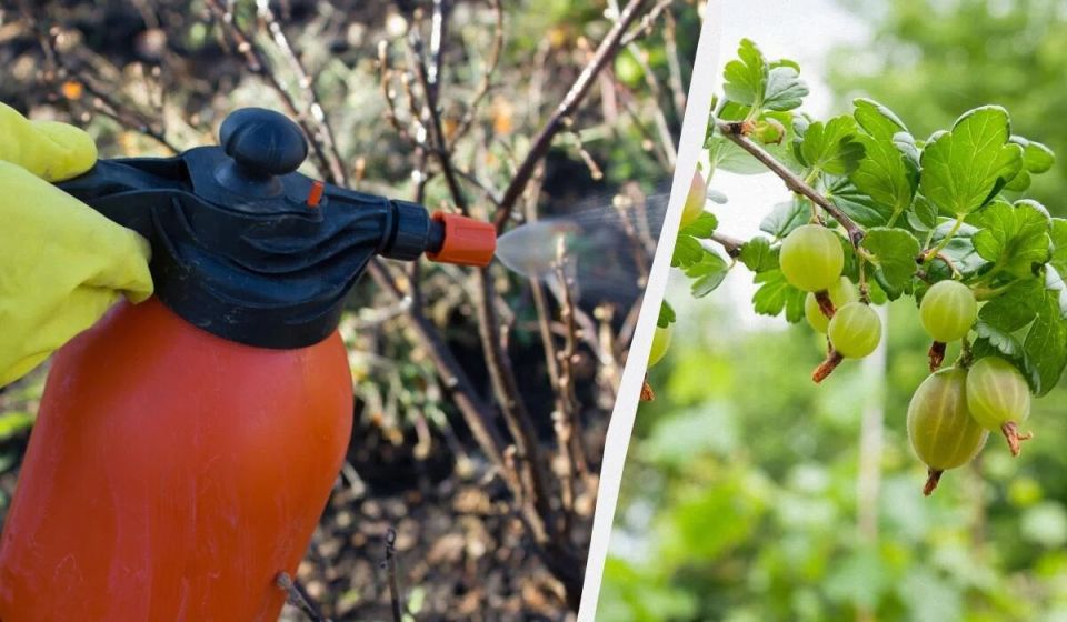 ��� ������ ��������� �� �����������: ������� � ����������� ������ ��� �����