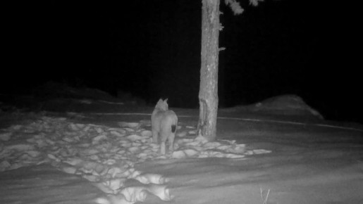 ������ �������� ���� �������� � �����-��������� �����������