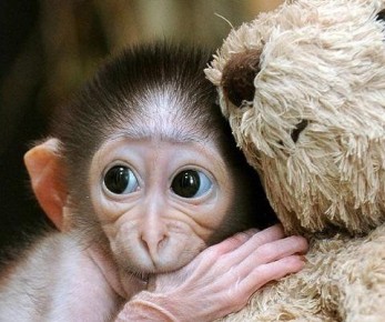 ��� ������ ����� ����� ����� �������: ������ ��� ������