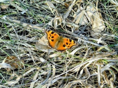 �� ��� ������������� ���� ���������� �������