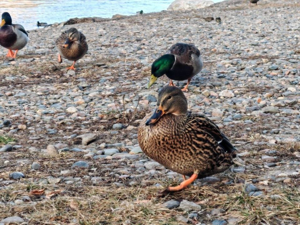 ������ ����!. ����: ��������� ����������