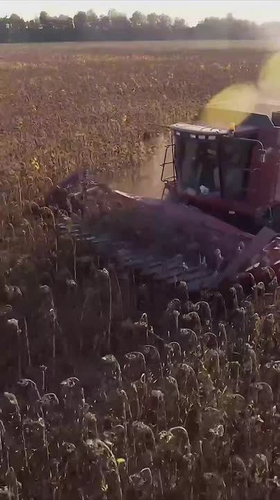 Микотоксины — ядовитые вещества, которые вырабатывают плесневые грибы при благоприятных условиях