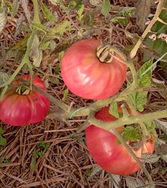 ����� ��������: ������� ����, ��������� ������ � ���� ��������� �� ����������� �������