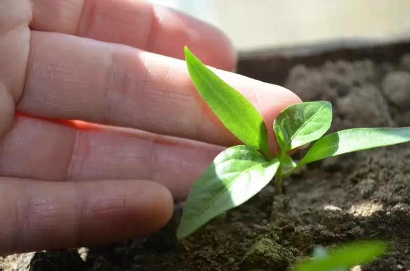 Секреты крепкой рассады перца и баклажанов: как добиться успеха