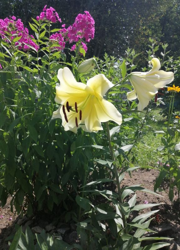 ������ ���: ����� ������ � ������ �� ����� �� �������