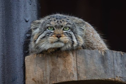 Манул Борис + Коробка =. Лишнее подтверждение того, что манулы — это просто очень серьёзные коты