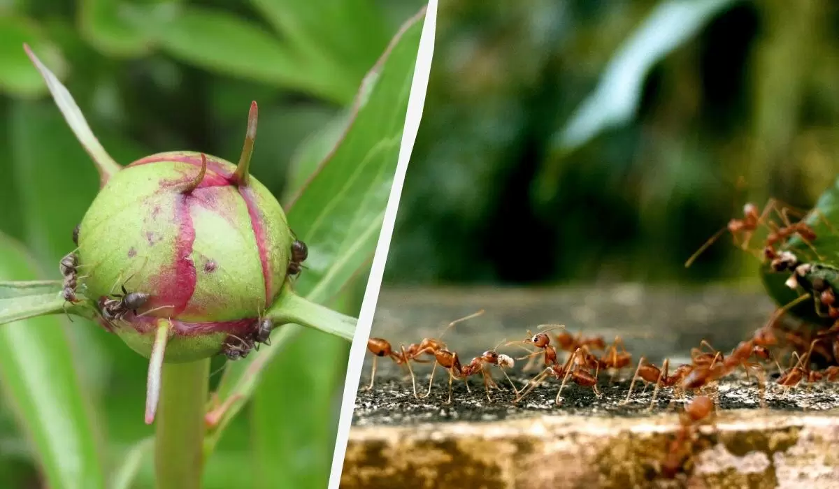 Почему муравьи обожают эти популярные растения и как избежать их нашествия