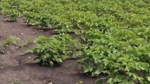 В Россельхознадзоре рассказали, как выбирать семенной картофель