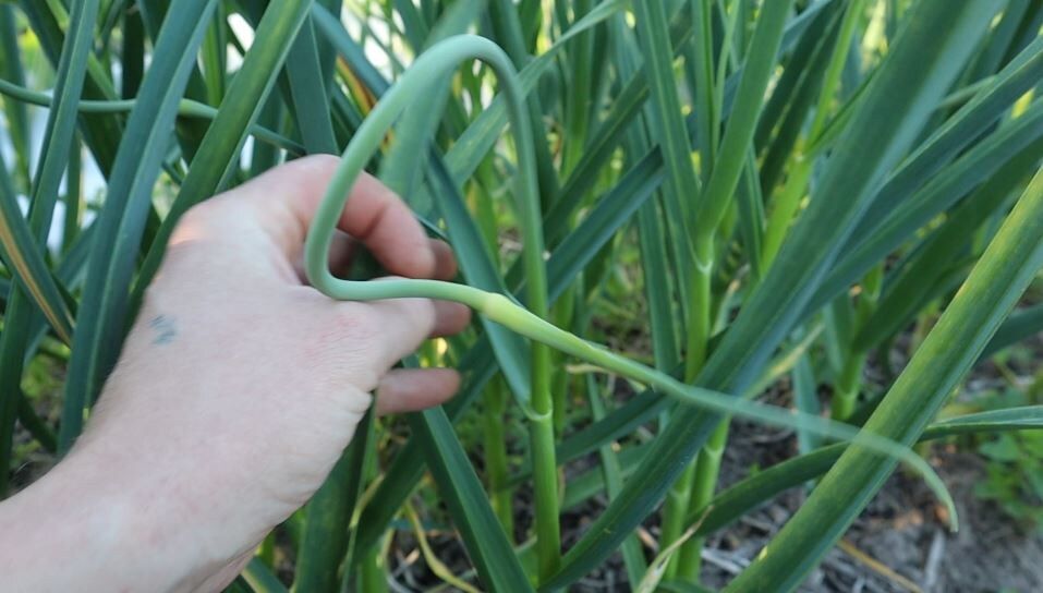 ��� ��������� ���������� ������ ��� ��������� � ��������� ������