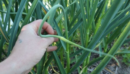 ��� ��������� ���������� ������ ��� ��������� � ��������� ������