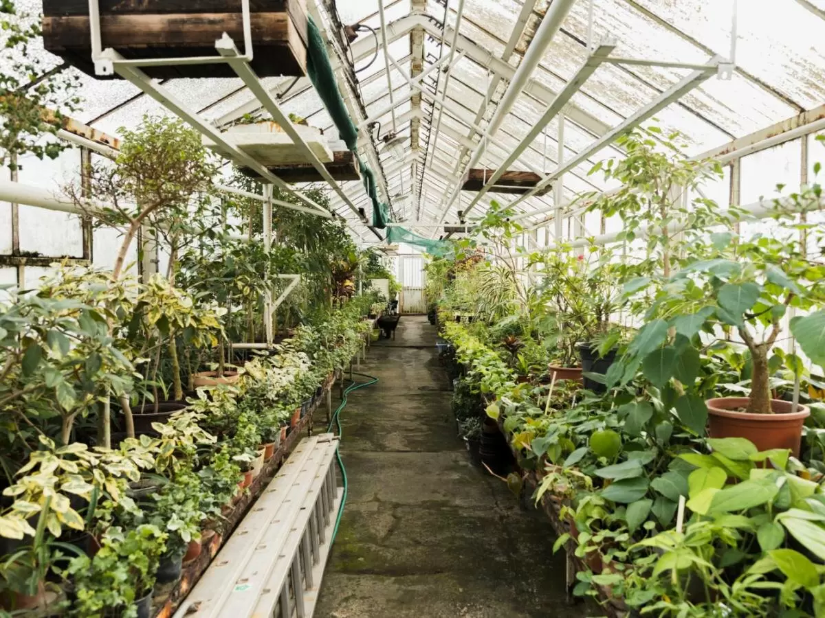 Поддержка на грядках: какие растения нуждаются в помощи для успешного роста