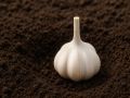 Зачем обрабатывать чеснок перед посадкой: секреты успешного урожая