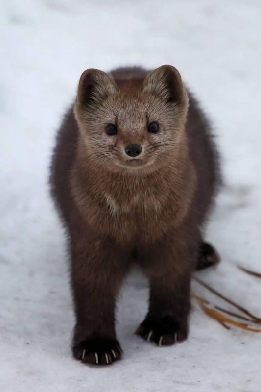 �������� �� �������������� ������������� �����