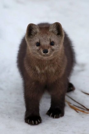 �������� �� �������������� ������������� �����