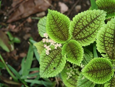 ������ Pilea Lunar Valley ���������� ����� ������� � ���������?