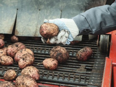 Как изменятся цены на картошку: что ожидает покупателей в 2025 году