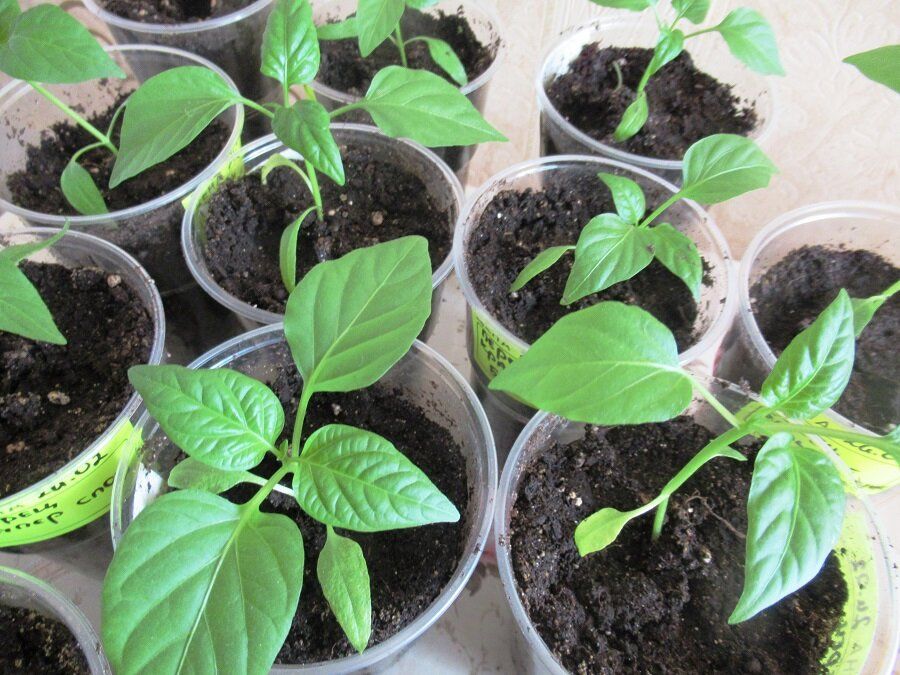 ��� �������� �������� ������� ������� �� ������� � ��������