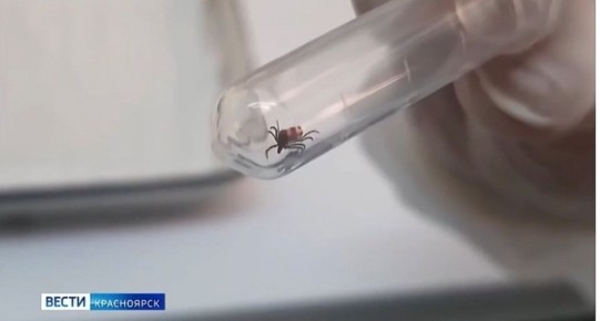 Клещи становятся активнее. За минувшую неделю с жалобами на присасывание обратилось 29 жителей края, в том числе 9 детей