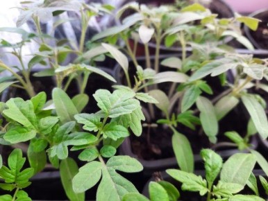 ������ ��� ����������� �������: ��� �������� ���������������� pitfalls