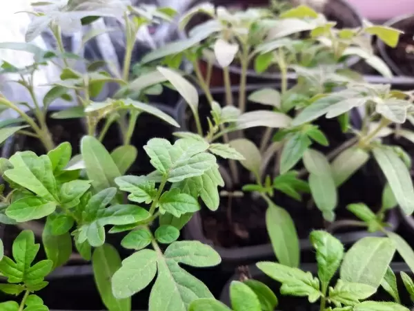 Ошибки при выращивании рассады: как избежать распространенных pitfalls