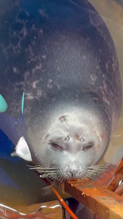 ��� �������� ��������? ����������! � �� ������ � ����� ������, � ������ ����� �������!