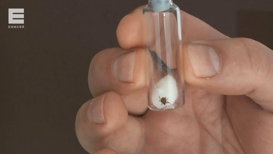 � ���� ���� �� ������ ������ ��������� ��� 31 ������ ����