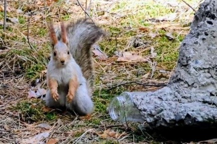 ��� ��� �������� �����, ������� �������� ������ ������ �������� � ����������� ����