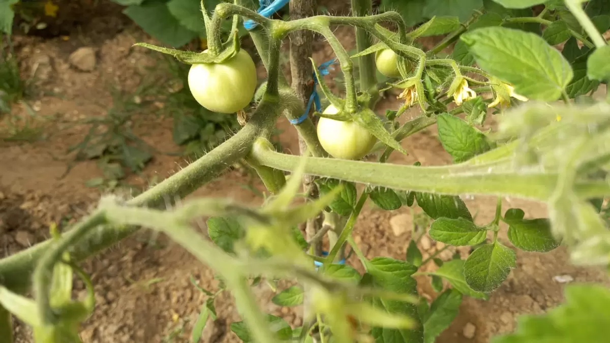 Как выбрать идеальные семена томатов: секреты успешного урожая