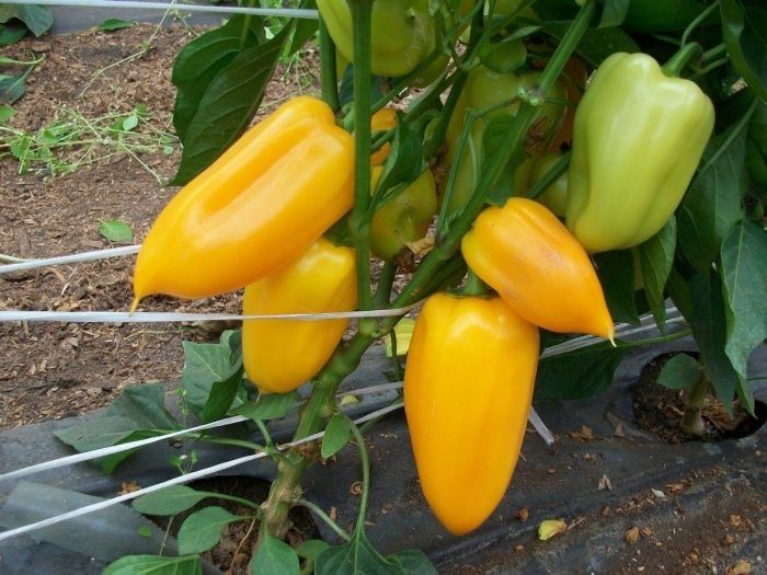 ����� �������: ����� ����� ��� ������ �������