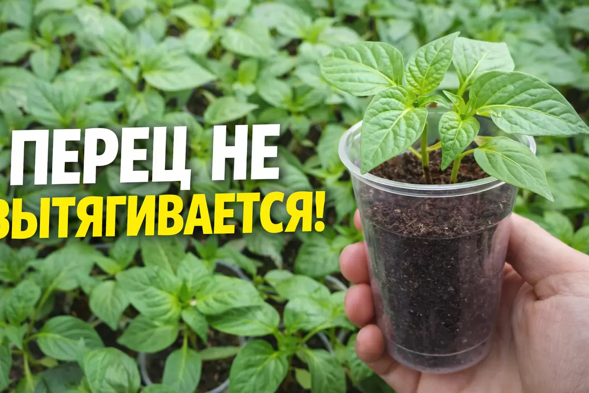 Как вырастить крепкую рассаду перца на подоконнике: секреты и советы