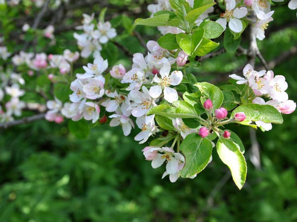 ��� ���������� �� ������ ����� � ����: ������, ������� ��������