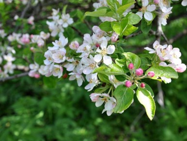 ��� ���������� �� ������ ����� � ����: ������, ������� ��������