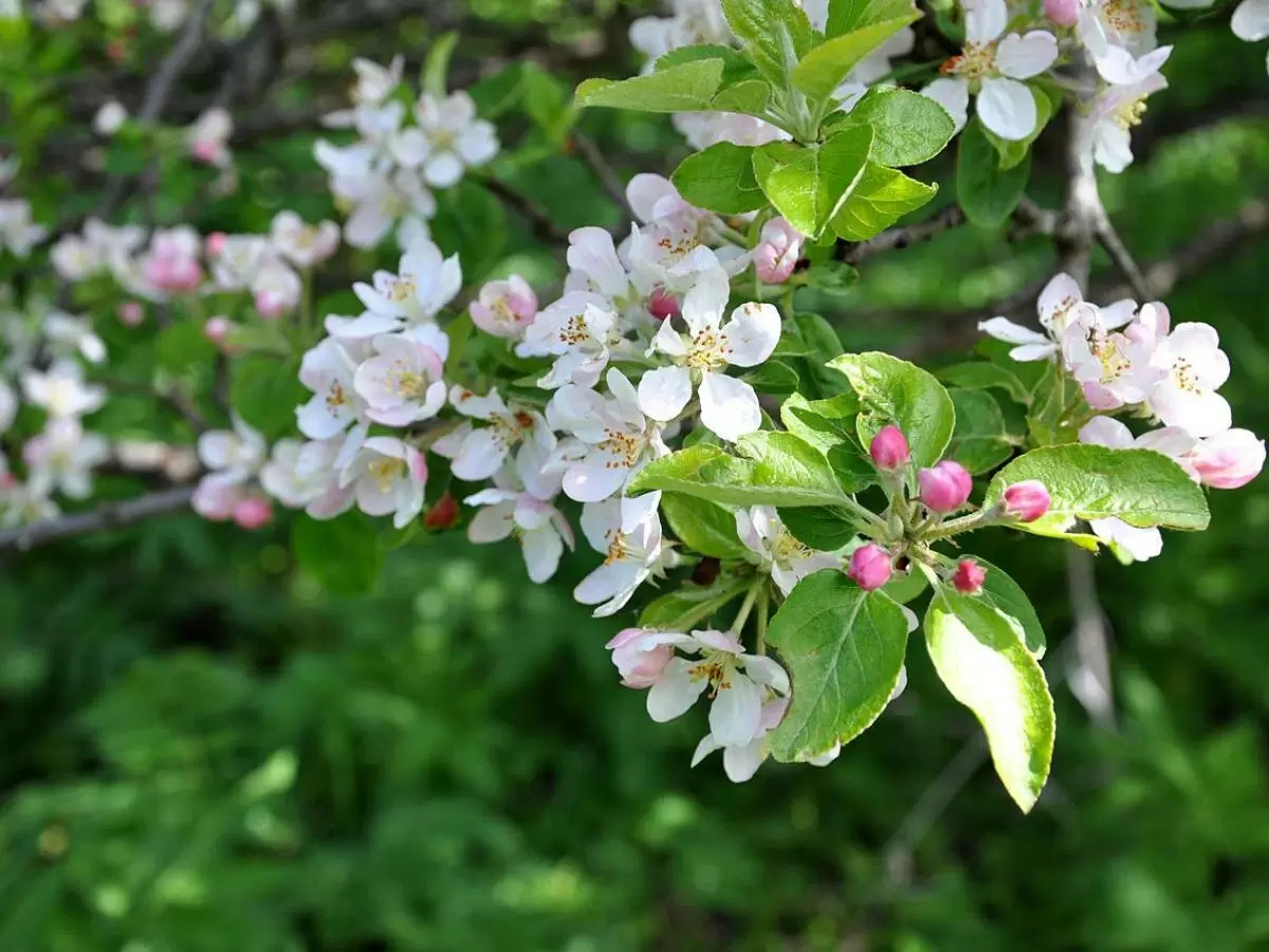 Как избавиться от осиных гнезд в саду: советы, которые работают