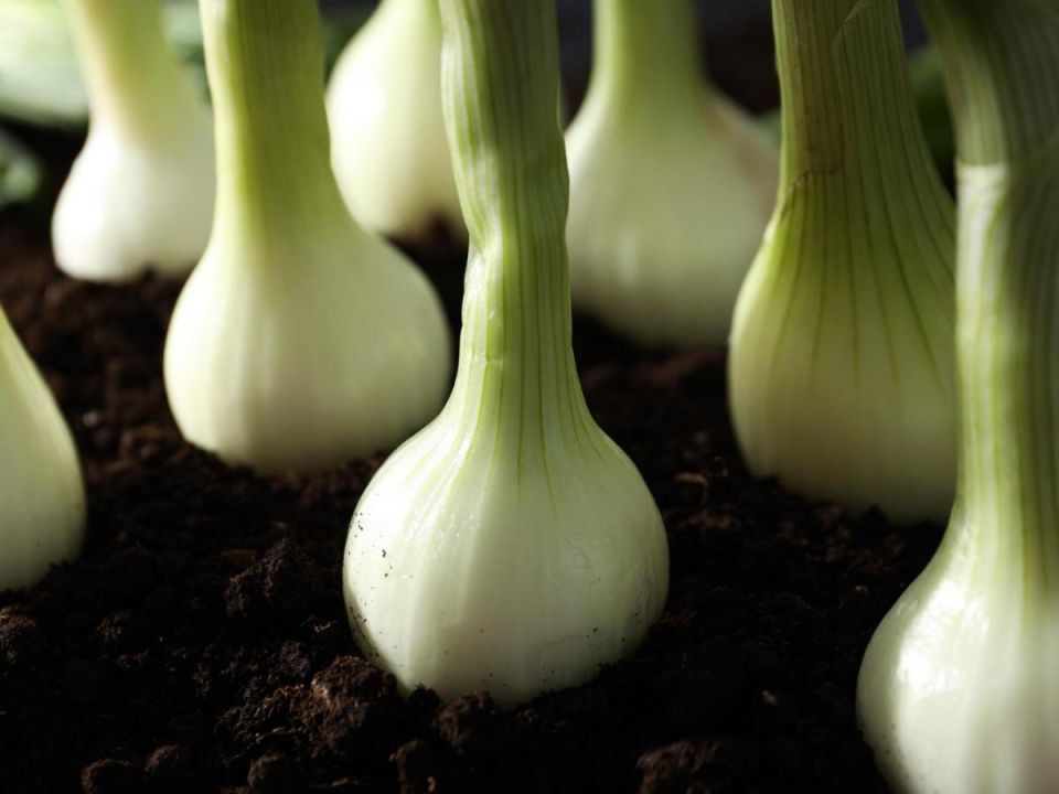 ��� �������� ���������������� ������ ��� ������� ���� � �������� ������� ������