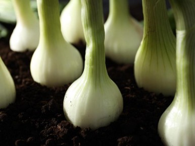 ��� �������� ���������������� ������ ��� ������� ���� � �������� ������� ������