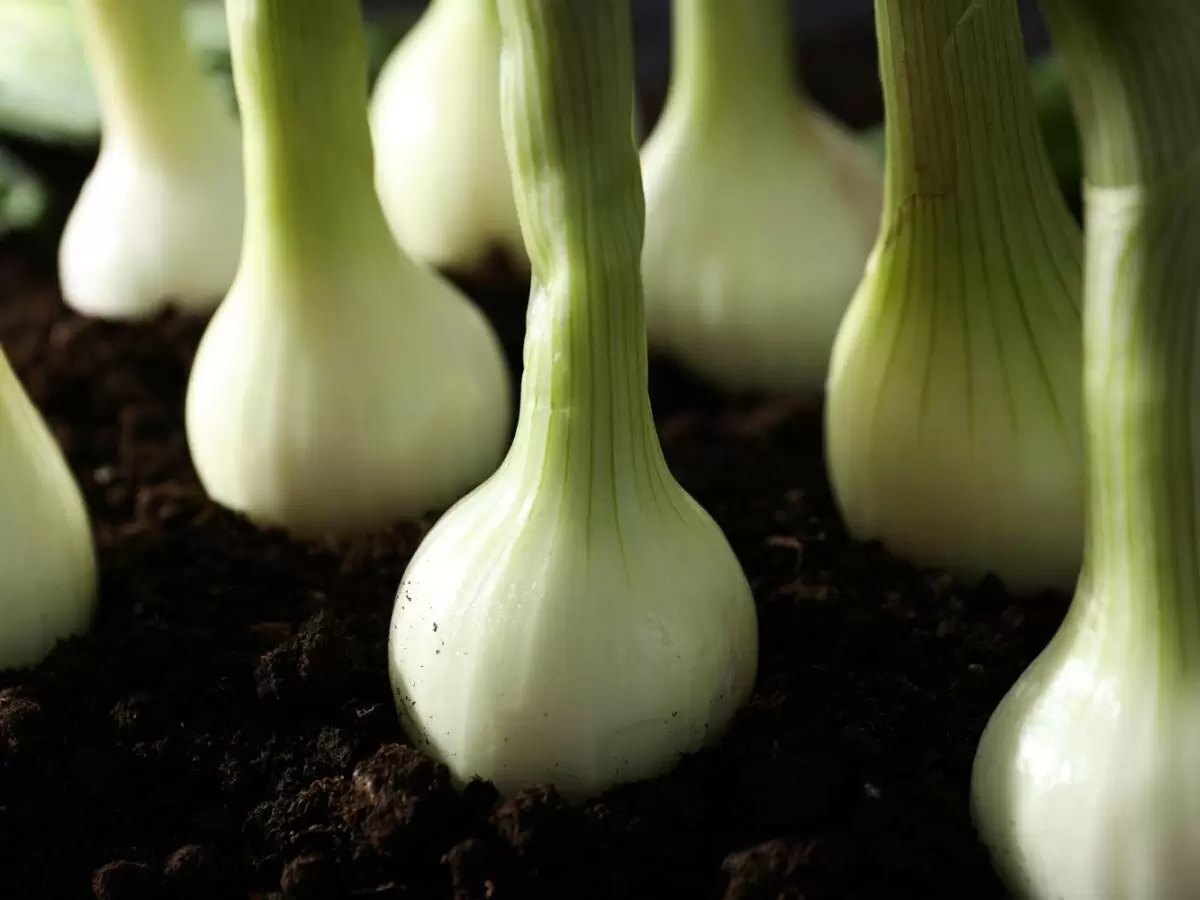 Как избежать распространенных ошибок при посадке лука и получить богатый урожай