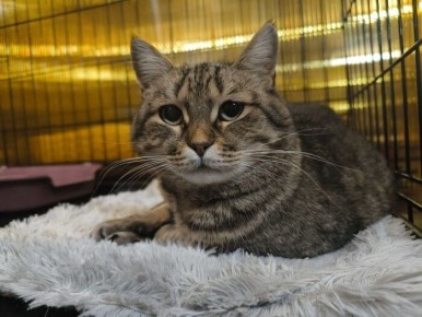 ��������: �����, ������� ���� ������ �������� ��� ���