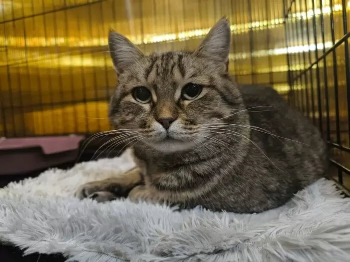 Тирамису: кошка, которая ждет своего человека уже год